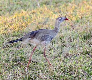 Red-legged Seriema (Cariama cristata) in Brazil