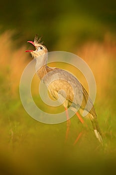 Red-legged Seriema, Cariama cristata, Pantanal, Brazil. Typical bird from Brazil nature. Bird in the grass meadow, long red leg. T