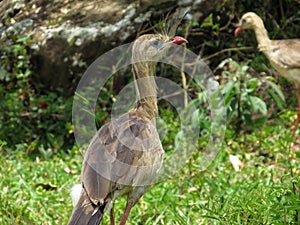 Red-legged Seriema Cariama cristata - Siriema Typical bird of Brazil`s cerrados. It reaches an average height of 70 centimeters