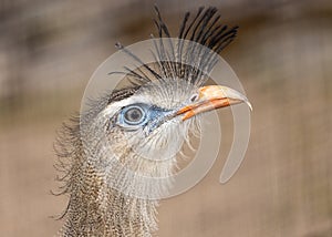 Red-legged Seriema (Cariama cristata) in South America