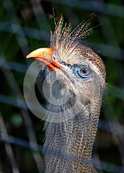 Red-legged Seriema (Cariama cristata) in South America