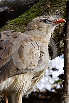 Red-legged-Seriema, Cariama cristata, velkÃ½ ptÃ¡k s ÄervenÃ½m zobÃ¡kem