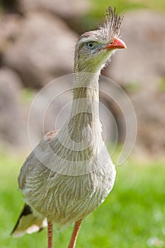 Red-legged seriema or crested cariama bird Cariama cristata. T