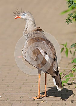 Red-legged seriema or crested cariama (Cariama cristata)