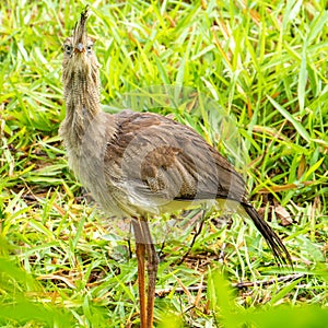 The red-legged seriema or crested cariama Cariama cristata is a mostly predatory terrestrial bird in the seriema family