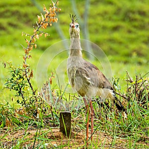 The red-legged seriema or crested cariama Cariama cristata is a mostly predatory terrestrial bird in the seriema family