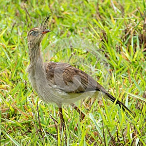 The red-legged seriema or crested cariama Cariama cristata is a mostly predatory terrestrial bird in the seriema family