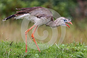 A red legged seriema dines on a fish head