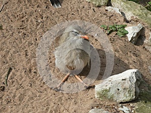 Red legged seriema looking out at the world