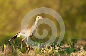 Red legged seriema standing in a grass field