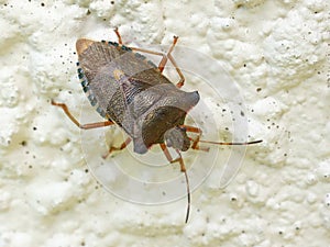 Red-legged Shieldbug aka Forest Bug Pentatoma rufipes photo