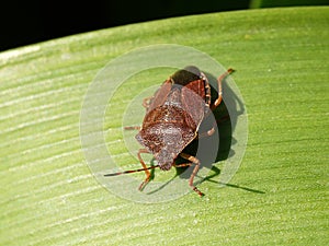 Red-legged Shieldbug aka Forest Bug Pentatoma rufipes photo