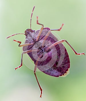 Red-legged shieldbug close-up
