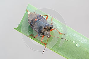 Red-legged Shieldbug, Pentatoma rufipes