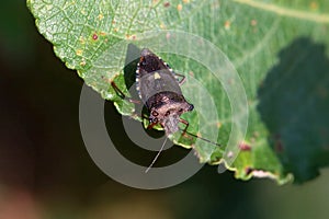 Red-legged shieldbug, Pentatoma rufipes, on a leaf