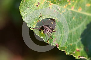 Red-legged shieldbug, Pentatoma rufipes, on a leaf