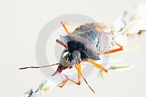 Red-legged shieldbug