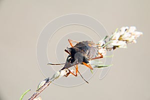 Red-legged shieldbug