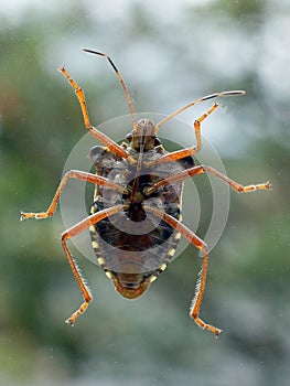 Red-legged Shieldbug Underside photo