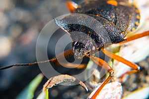 Red-legged shieldbug