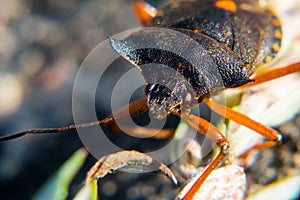 Red-legged shieldbug