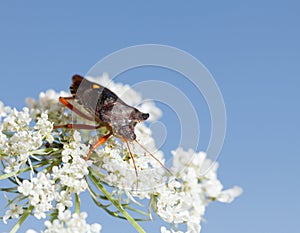 Red-legged shieldbug on white flower