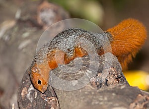 Red-legged Squirrel