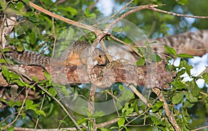 Red-legged Sun Squirrel