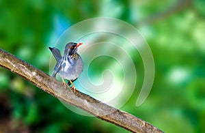 Red Legged Thrush