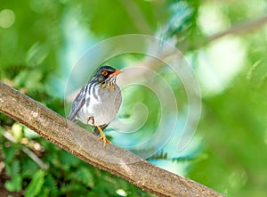 Red Legged Thrush perched on a branch