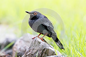 Red legged thrush perched on a rock