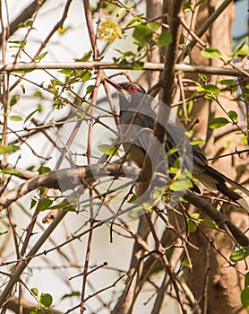 Red-legged Thrush in the thicket photo
