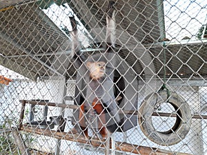 The red legs shanked douc langur in the iron cage