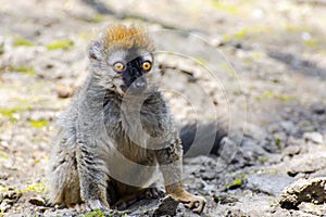 Red lemur (Eulemur rufus)