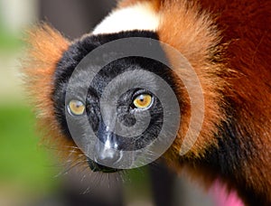Red Lemur