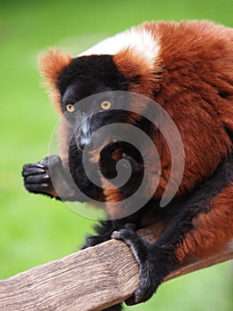 Red Lemur