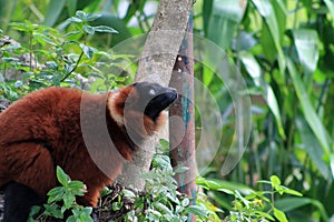 Red lemur