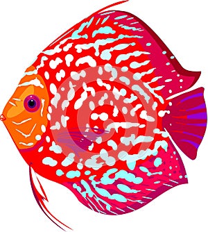 Red leopard discus fish