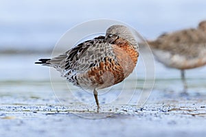 Red or Lesser Knot in Australasia