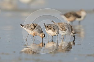 Red or Lesser Knot in Australasia photo