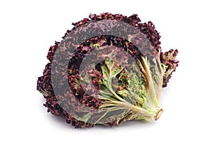 Red lettuce