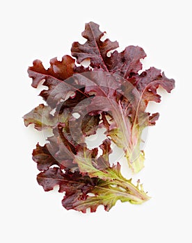 Red Lettuce