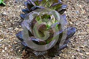 Red lettuce in the garden on a rainy day