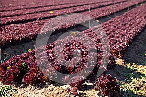 Red lettuce growing on the field