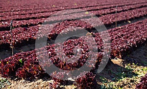 Red lettuce growing on the field