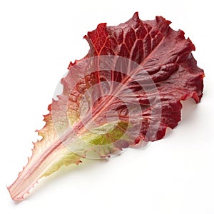 Red lettuce leaf isolated on white background photo
