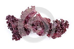 Red lettuce leaves Lollo Rosso on a white background