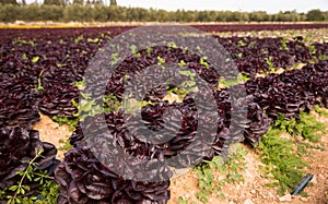 Red lettuce plant in farm field