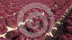 Red lettuce plant in farm field