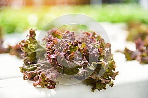 Red lettuce salad vegetable garden growing on hydroponic system farm plants on water without soil